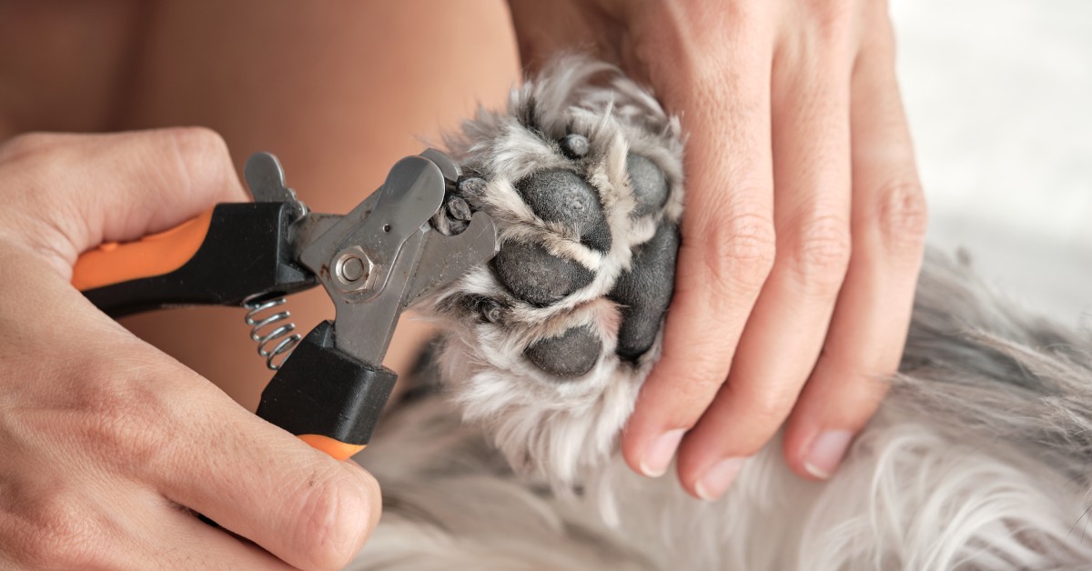 The Basics of DIY Dog Grooming